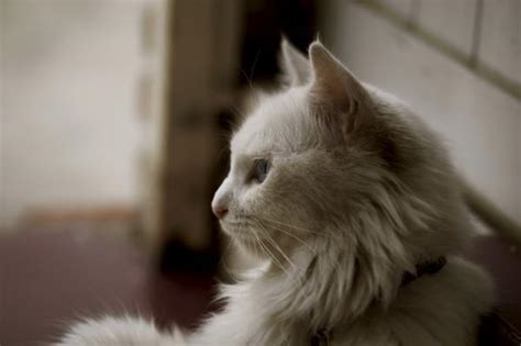 And when they have to go, they just have to. How to Tackle Separation Anxiety in Cats