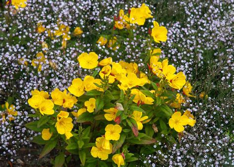 How To Grow And Care For Evening Primrose
