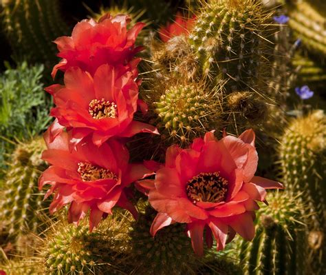 Red Desert Flowers Spring Flowers Most Beautiful Flowers Cactus