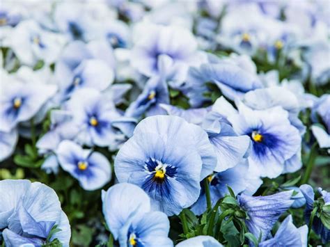 Blue Spring Flowers Names Blue Flowers For Your Garden Saga Most