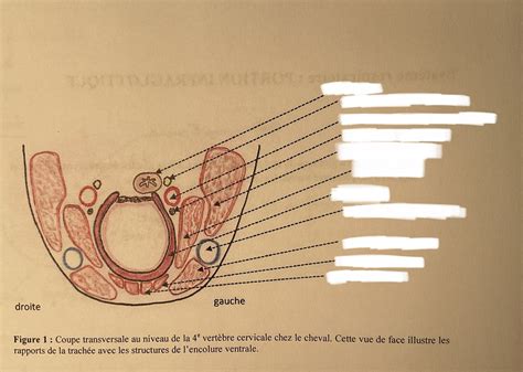 Diagramme De Coupe Transversale Au Niveau De La Vertébré Cervicale Chez