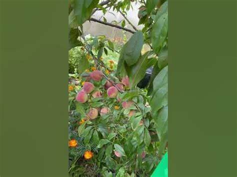 Персики из косточки - YouTube Картинка - Персики из косточки - YouTube