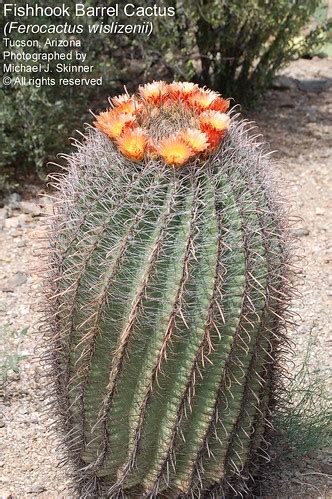 Ferocactus wislizeni, the fishhook barrel cactus, also called arizona barrel cactus, candy barrel cactus, and southwestern barrel cactus, is a species of flowering plant in the cactus family cactaceae, native to northern mexico and the southern united states. Fishhook Barrel Cactus | This Fishhook Barrel Cactus ...