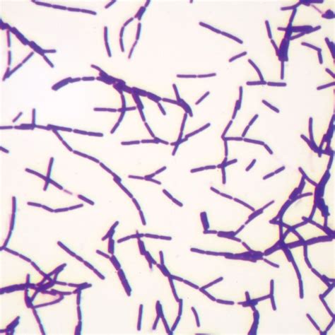 Typical Bacillus Bacteria Microscope Slides