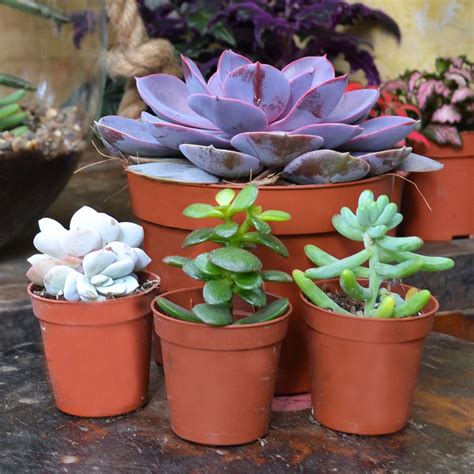 Learn How To Look After Your Trendy And Adorable Succulents Succulents