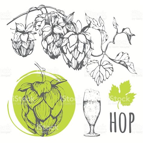 Hop Set Vector Illustration With Branch Of Hops Royalty Free Stock