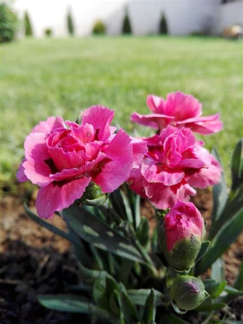 Pink Carnation Flowers Stock Image Image Of Foliage 91727825