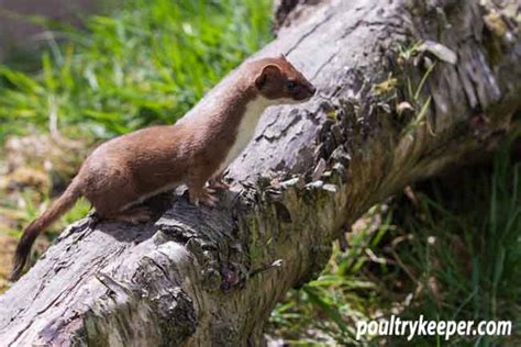 Stoats And Weasels