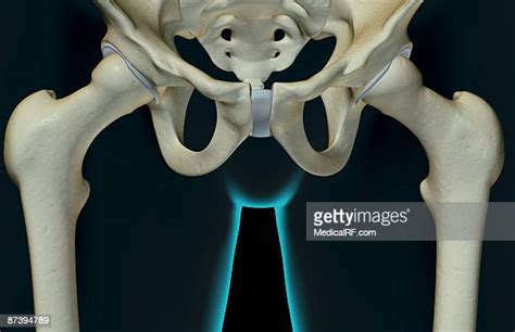 Pubic Symphysis Photos And Premium High Res Pictures Getty Images