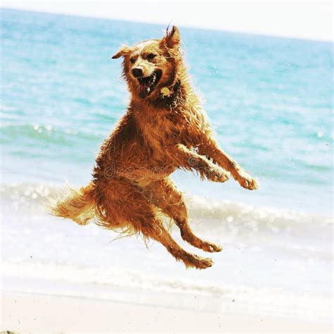 How High Can A Golden Retriever Jump