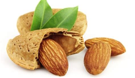 I went to get almonds at walgreens and my friend said he would get me a bunch from the beach. Almond Tree