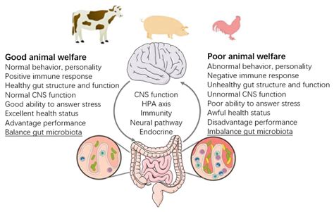 Animals Free Full Text Gut Microbiota Implications For Health And