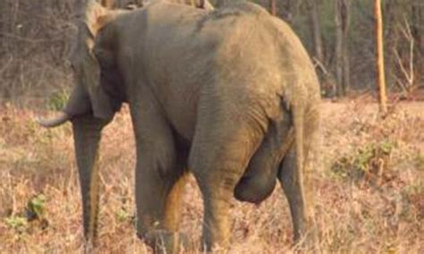 Elephant Suffers Giant Swollen Genitals After Injuring Himself While