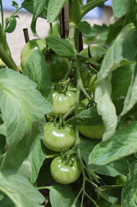 How To Care For Tomato Plants Home Grown Tomatoes