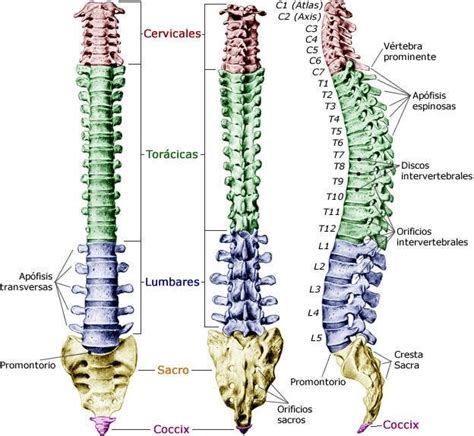 Anatom A De La Columna Vertebral Conoce Sus Huesos Ligamentos