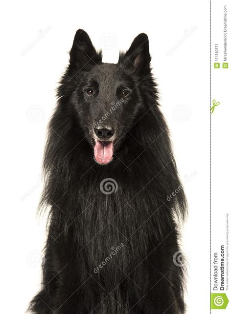 Portrait Of A Black Belgian Shepherd Dog Called Groenendaeler Lo Stock