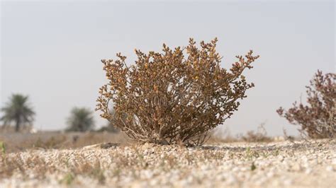 Desert Grass Plant In Qatarhalophyte Plant Zygophyllum Qatarense Or
