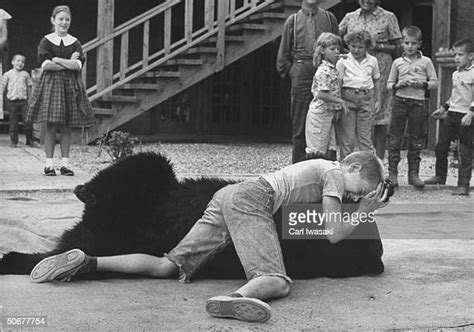Bear Wrestling Stock Fotos Und Bilder Getty Images