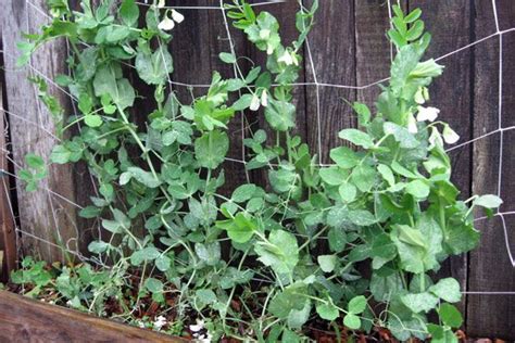 Snow Peas Are Easy To Grow And Fun To Eat Heres Everything You Need