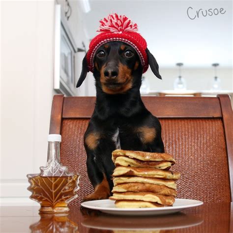 Crusoe the Dachshund on Twitter | Crusoe the celebrity dachshund, Dachshund, Dachshund dog