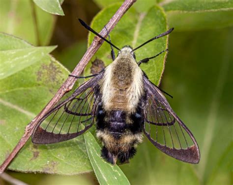 Snowberry Clearwing Moth Identification Life Cycle Facts And Pictures