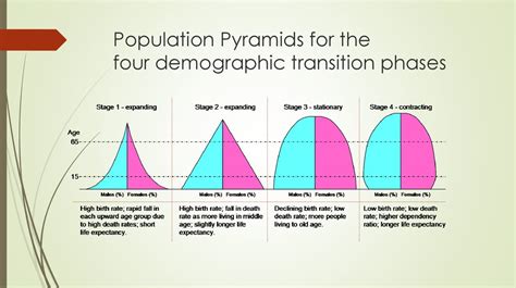 The 4 Stages Of Population Pyramids Graphs Population