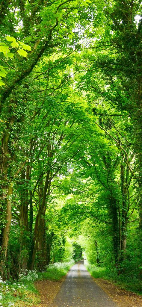 Gray Concrete Road Top Between Green Trees Iphone 12 Wallpapers Free