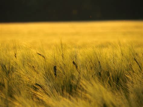 Free Images : nature, summer, sunset, wheat field, wheat ...