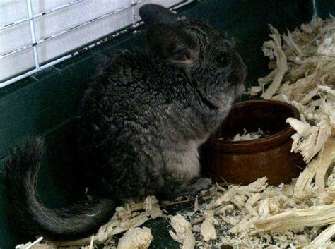 Quality Chinchilla For Sale For Sale Adoption From