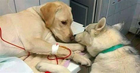 Perro Enfermo Ingresa En El Veterinario Recibe Apoyo De Perro De Terapia