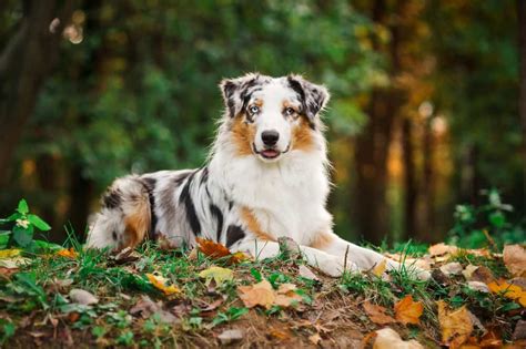 Border Collie Vs Australian Shepherd Differences Which Is Better