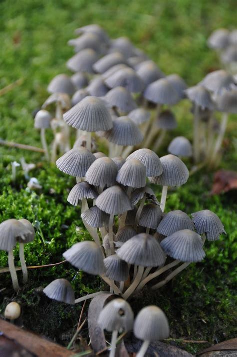 Magic Mushrooms Australia Magic Mushrooms Autumn In Th Flickr