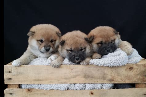 Kaizen Shiba Inus Shiba Inu Puppies For Sale Born On 11162019