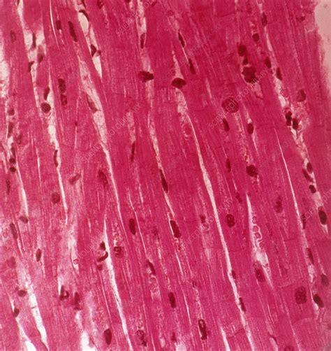Cardiac Muscle Tissue Stock Image C0448623 Science Photo Library