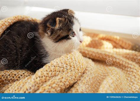 Adorable Little Kitten On Blanket Indoors Stock Photo Image Of Care