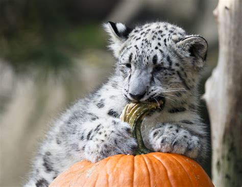 Oh my gourd! Adorable zoo animals play with Halloween pumpkins - TODAY.com