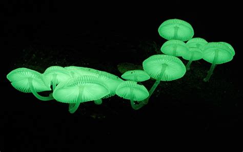 Neon Green Mushrooms ~ What A Wonderful Life