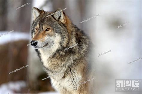 Eastern Timber Wolf Canis Lupus Lycaon Close Up Stock Photo Picture