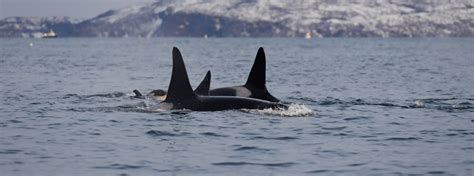 Swimming With Orcas Wildside The World Wild Web