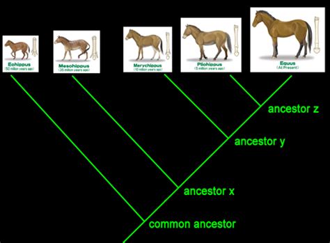Evolution Of Equus