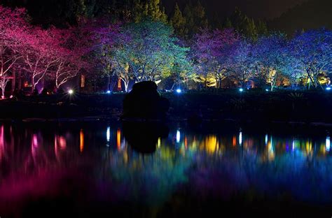 Taiwans Dazzling Cherry Blossom Trees Light Up At Night