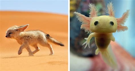 14 Rare Baby Animals That You Might Have Not Seen Before