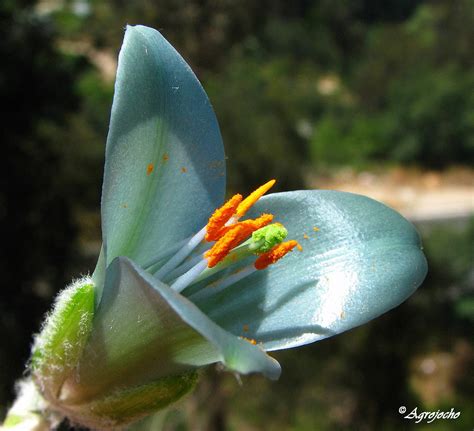 Puya Berteroana Bromeliaceae Palmar El Salto Viña Del M Flickr