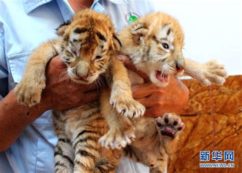 Gambar Anak Harimau Comel Tigerwelpen Yura Akbar
