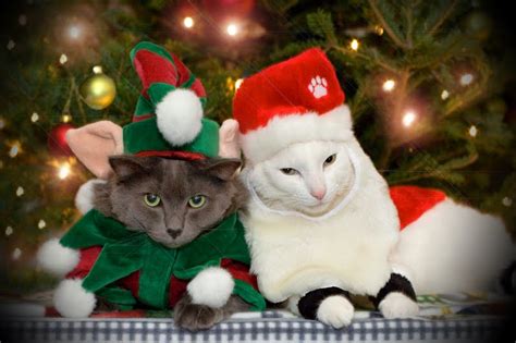 Download Christmas Desktop Wallpaper Cats By Mlewis8 Free
