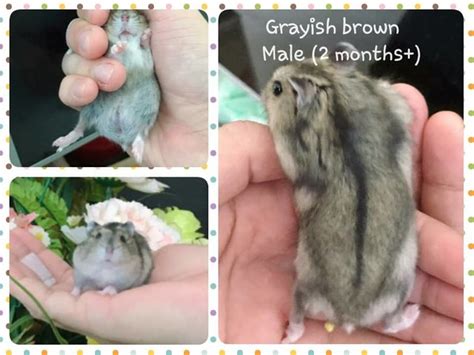 Short Dwarf Hamster Baby Hamsters Adopted 4 Years 1 Month Baby
