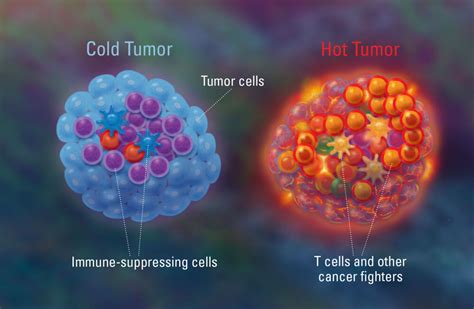 Immunology For Non Immunologists Hot Vs Cold Tumors Charles River