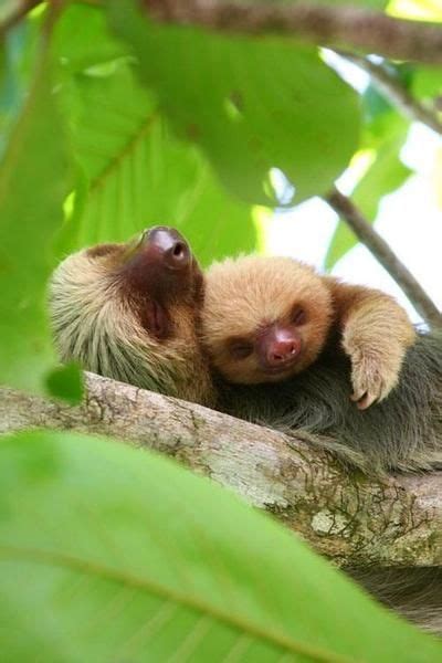 Mother And Baby Sloth Cute Animals Baby Animals Animals