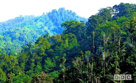 Hutan Indonesia Kekayaan Dan Kompleksitas Masalah Danang Cahyadi