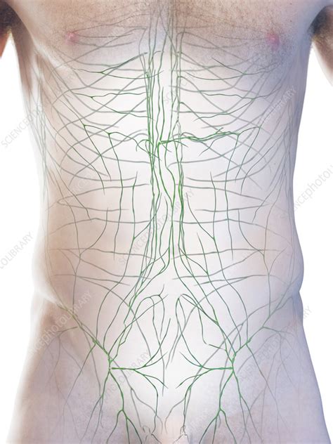 Male Lymphatic System Illustration Stock Image F0383843 Science